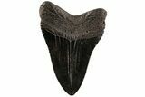 3.84" Fossil Megalodon Tooth - South Carolina - #200816-1